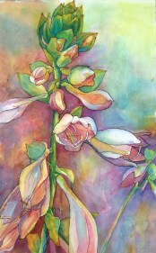 CSiracuse_Hosta101.web